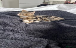 Domestic Shorthair cats for sale: Tabby kitten  - Image 2
