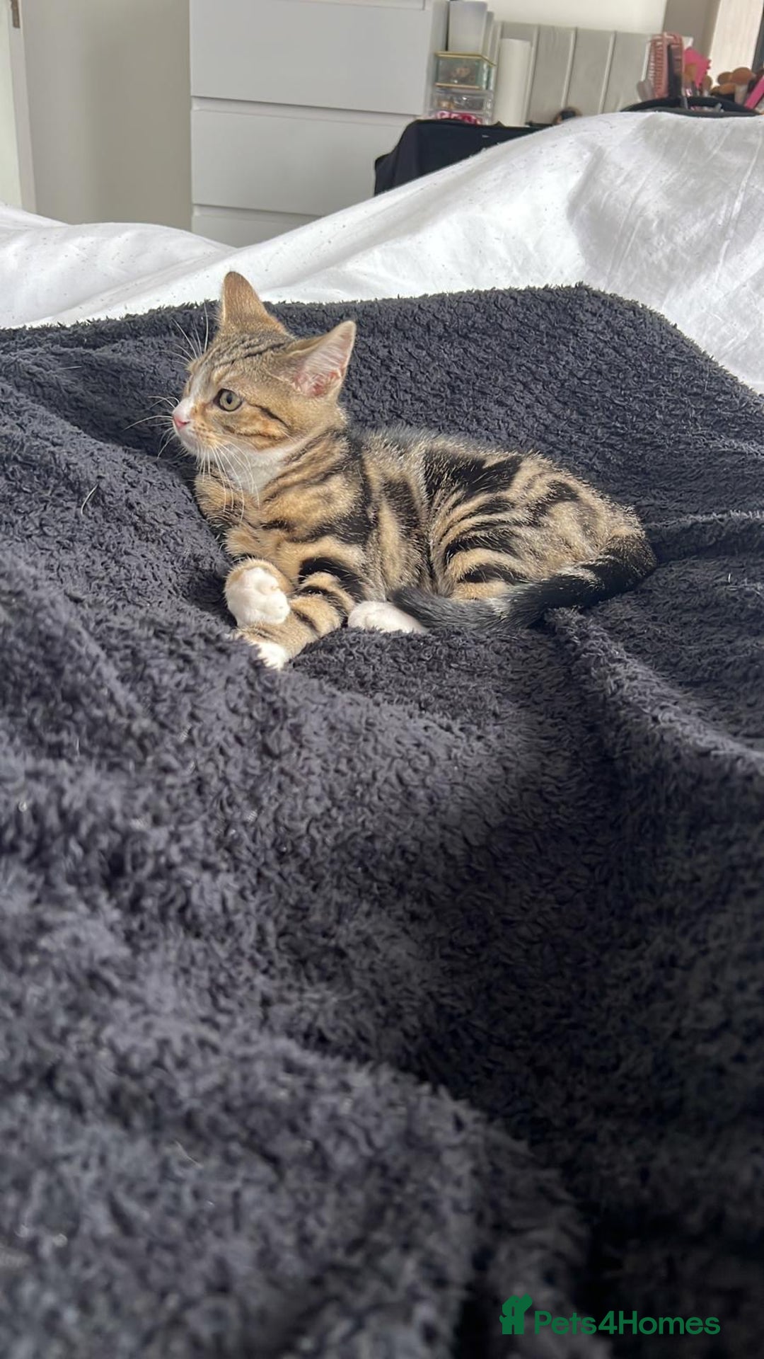 Domestic Shorthair cats for sale: Tabby kitten  - Image 2