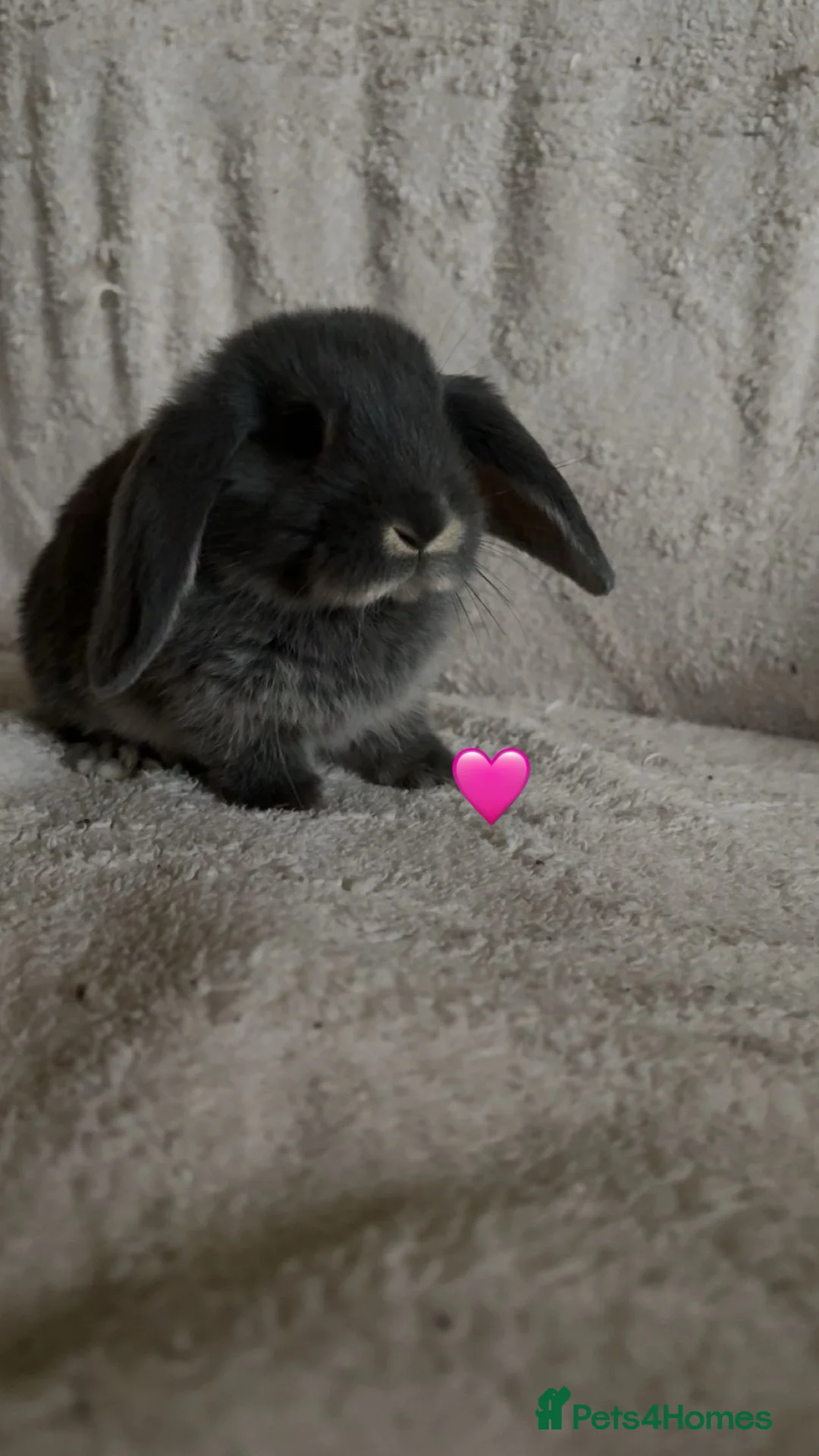 Mixed Breed rabbits for sale: baby rabbits now available - Advert 6