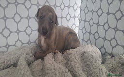 Whippet dogs for sale: 3/4 Whippet 1/4 Italian greyhound  - Image 7