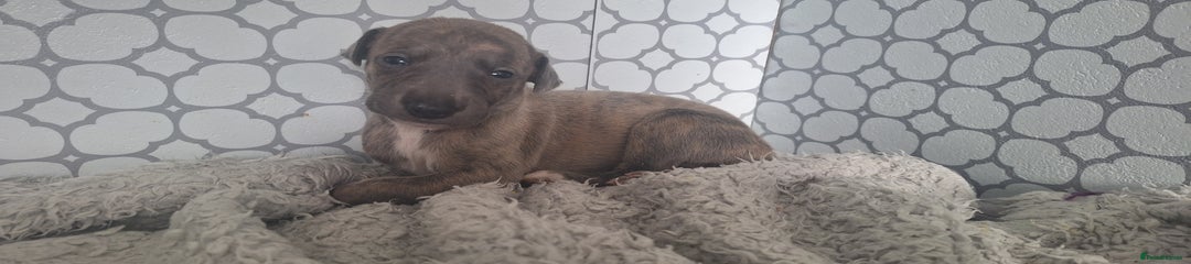 Whippet Puppy 7