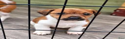 Jack Russell dogs for sale: Jack Russell puppies  in Sheerness - Advert 8