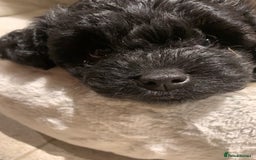 Cavapoo dogs for sale: Stunning premium F1 Cavapoo babies 🥰 - Image 8