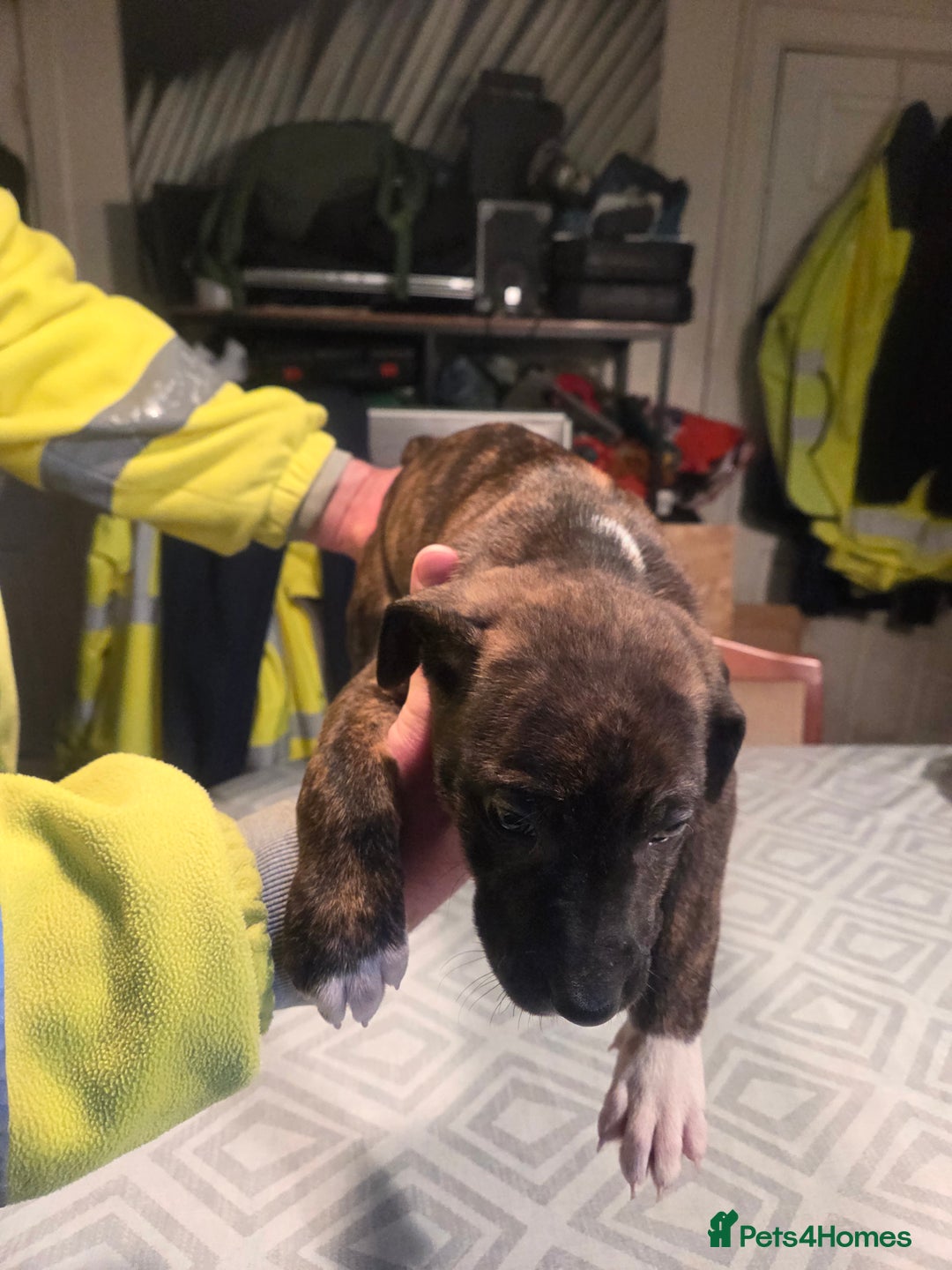 Mixed Breed dogs for sale: Bullcros  - Advert 3