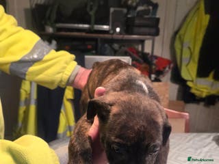 Mixed Breed dogs Bullcros - Advert 17