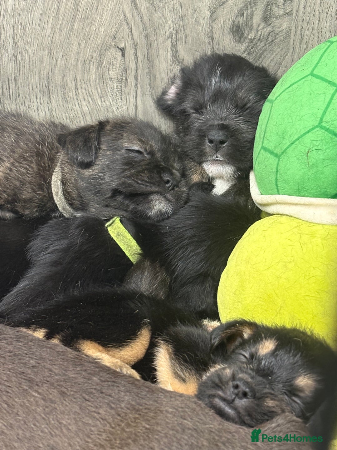 Mixed Breed dogs for sale: 5 French bulldog cross pups for sale  - Advert 2