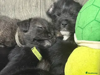 Mixed Breed dogs 5 French bulldog cross pups for sale - Advert 1