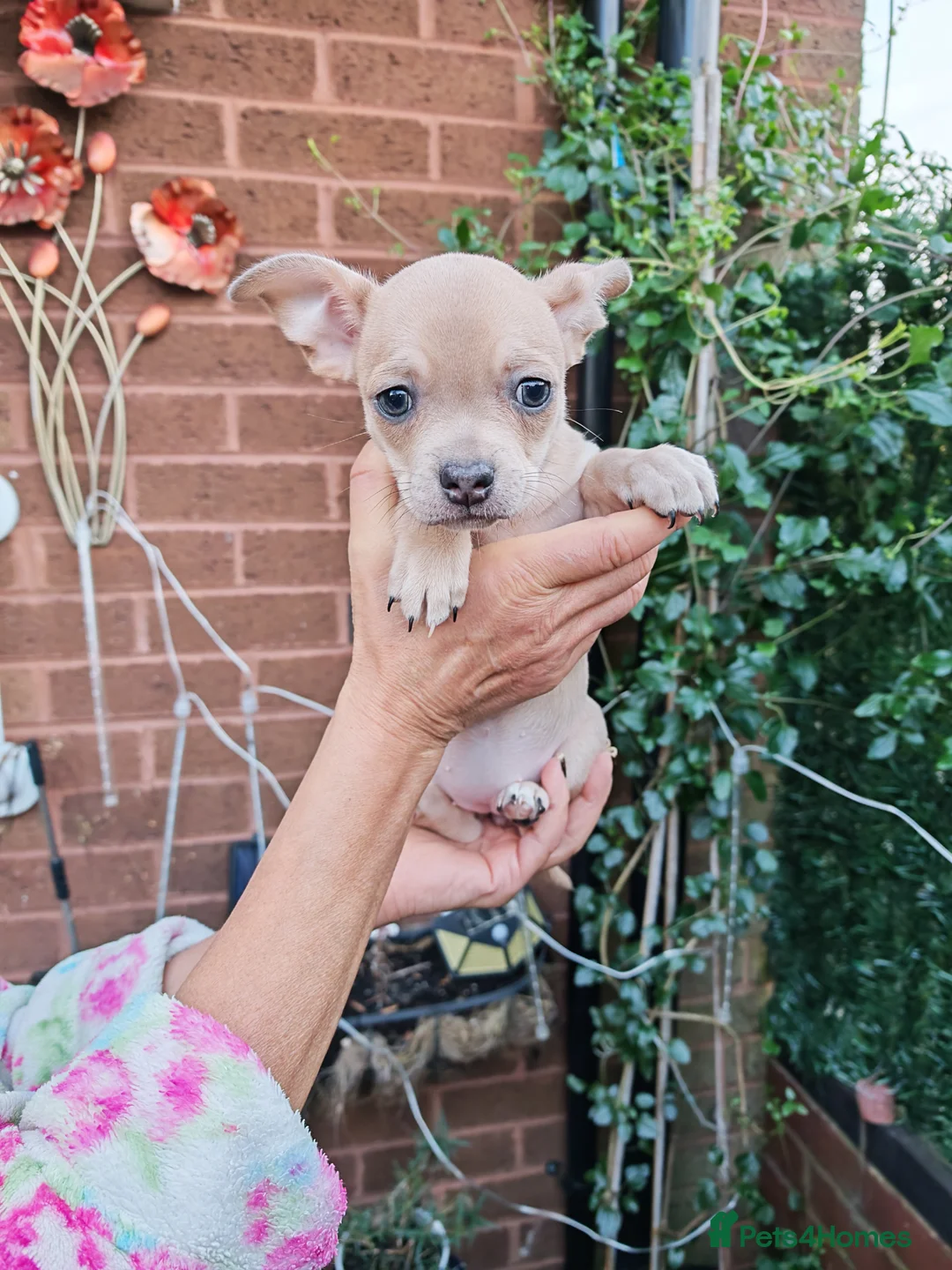 Chihuahua dogs for sale: Chihuahua full breed puppys - Advert 12