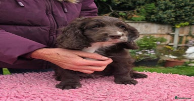 Cockapoo dogs - Advert 8