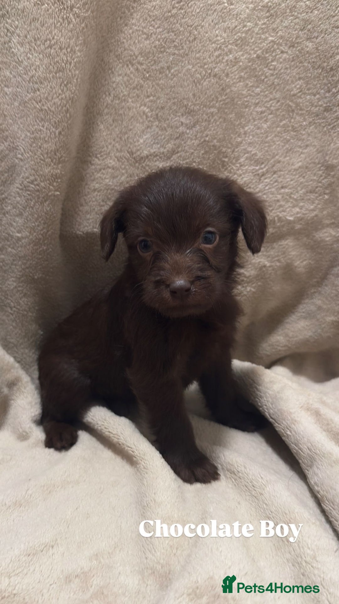 Labradoodle dogs for sale: Labradoodle Puppies (Miniature)  - Advert 7