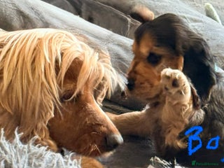 Cocker Spaniel dogs Show Type Cocker Spaniel - Advert 4