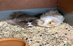 Guinea Pig rodents for sale: Guinea Pigs and other rodents available - Image 6
