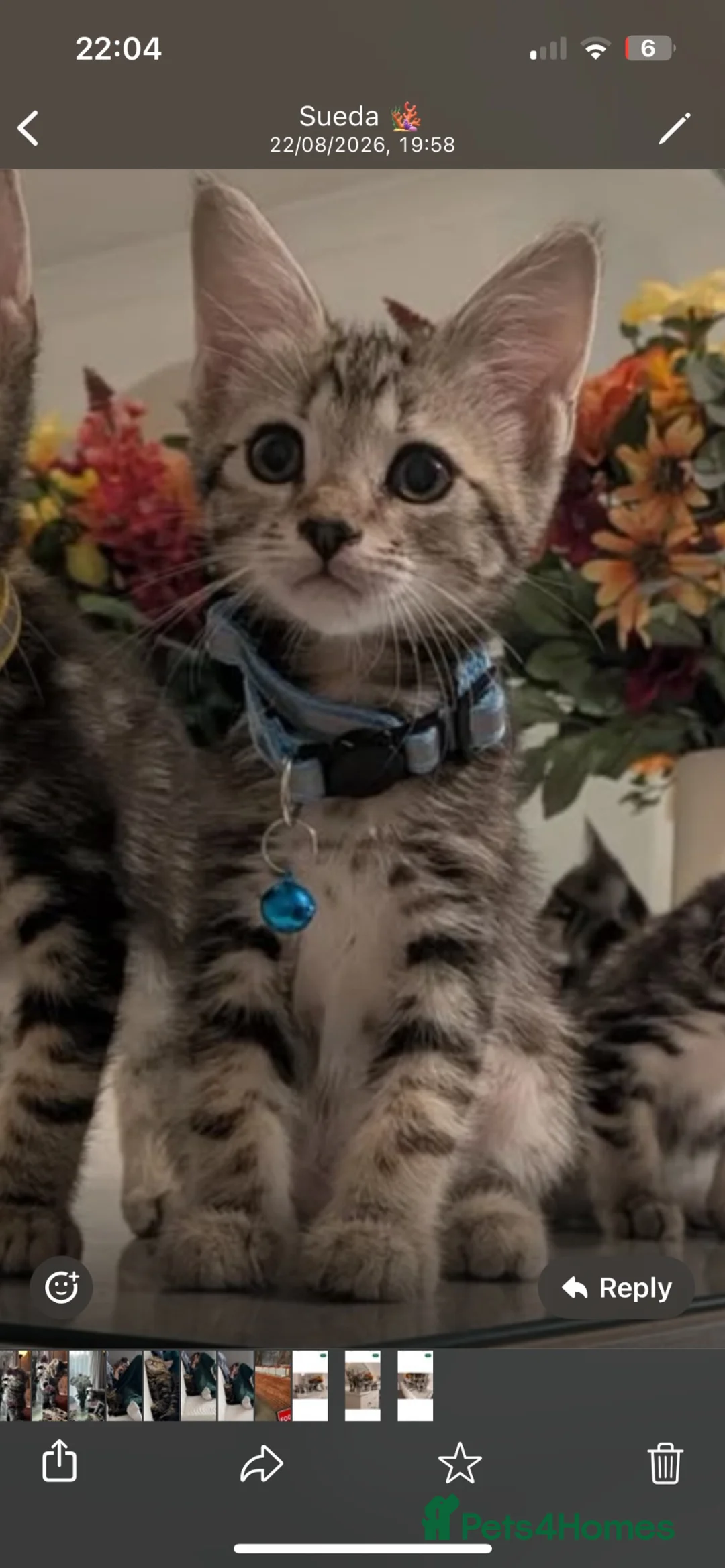 Mixed Breed cats for sale: Mixed breed in London - Advert 5