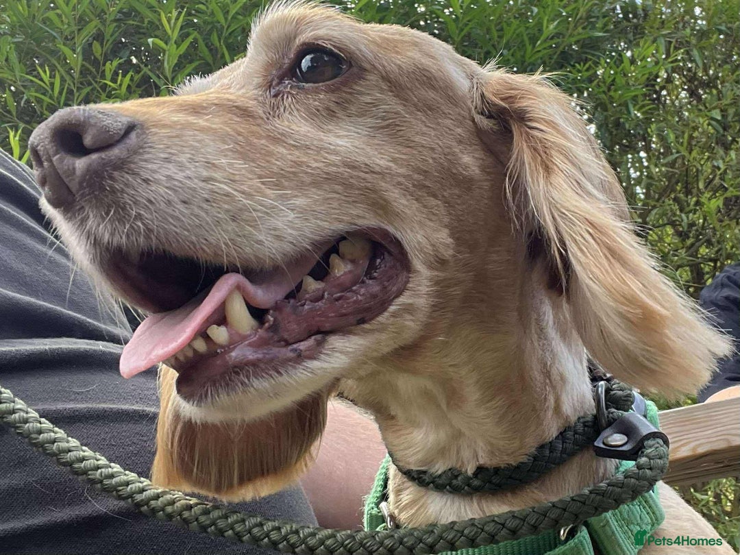 Cocker Spaniel dogs for adoption: Bob needs a loving home  - Advert 25