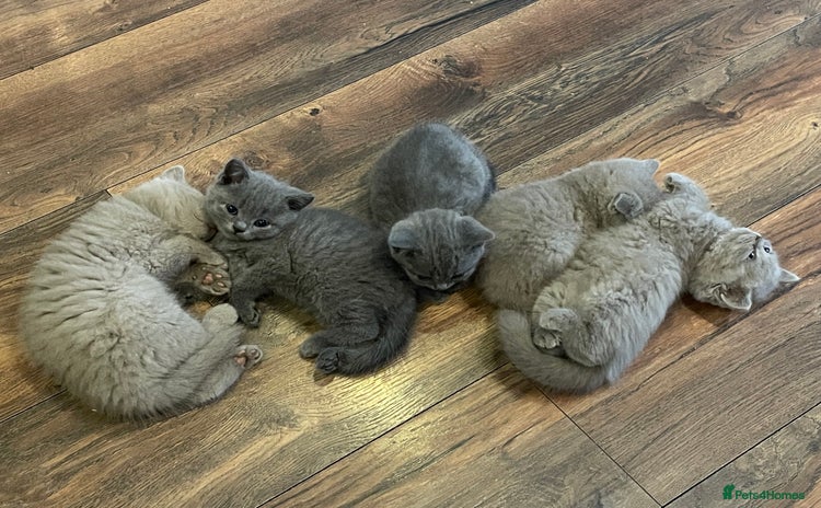 British Shorthair cats - Advert 12