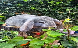 French Lop rabbits for sale: French Lop Bunnies 🐰  - Image 19