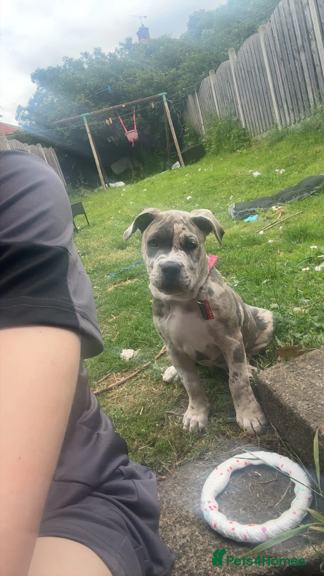 Mixed Breed dogs for sale: narla  - Advert 4