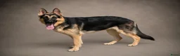 German Shepherd dogs for stud: Harvonock's King Koda @ stud - Advert 11