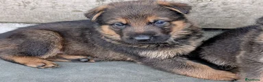 German Shepherd 6