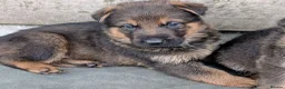 German Shepherd dogs for sale: K.C. reg GSD pups - Advert 14