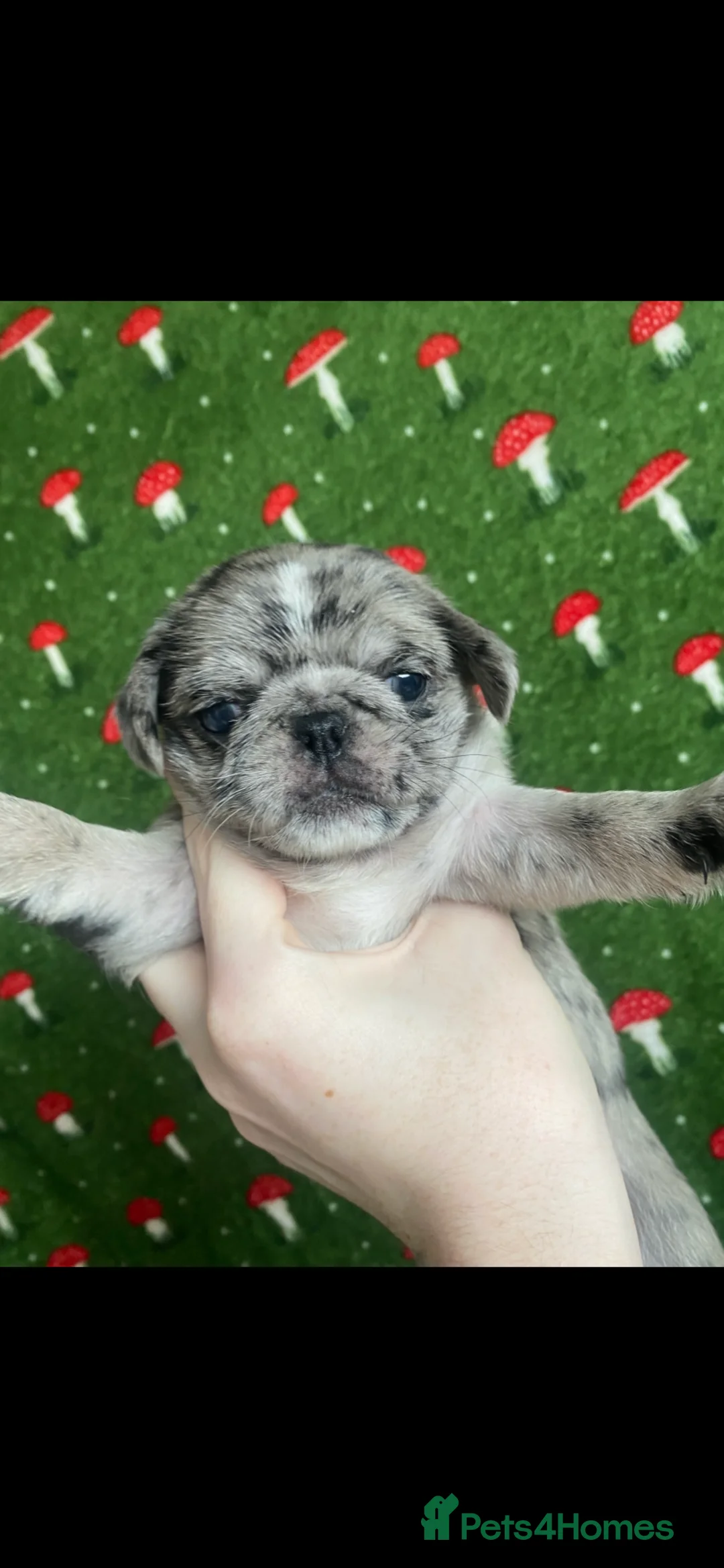Pug dogs for sale: Beautiful pugs for sale  - Advert 6