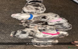 American Bully dogs for sale: pocket bully pups - Image 1