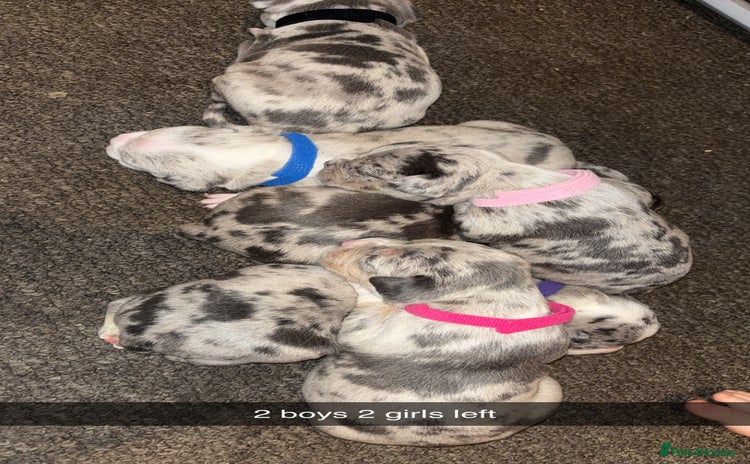 American Bully dogs - Advert 3