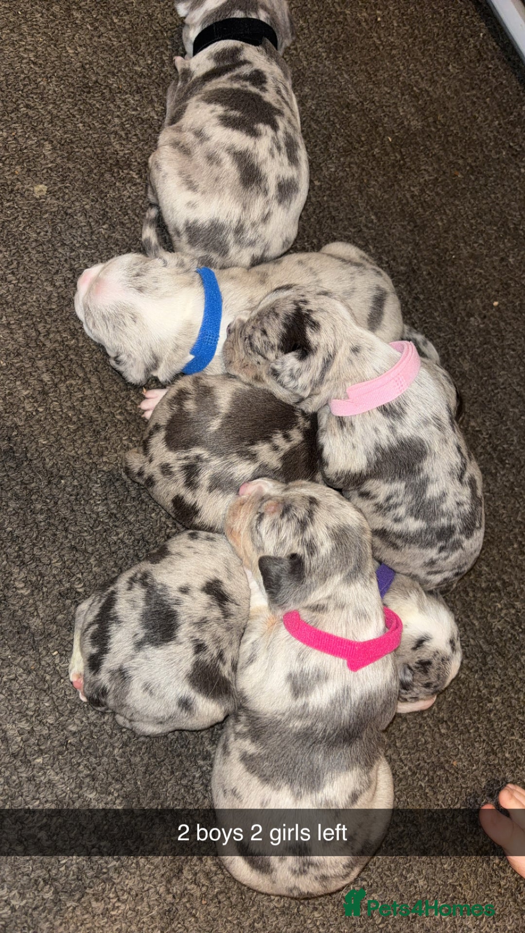 American Bully dogs for sale: pocket bully pups - Image 1