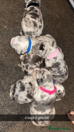 American Bully dogs - Advert 3