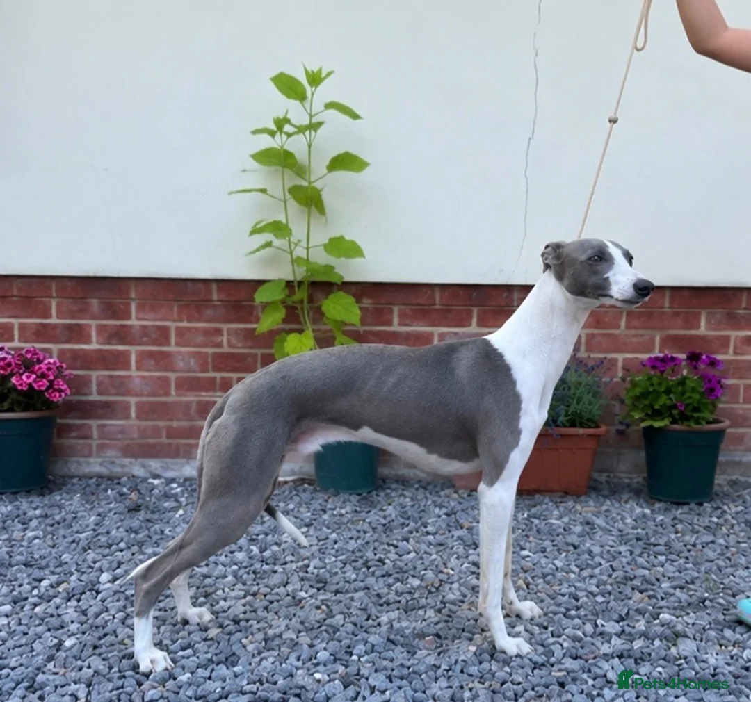 Whippet dogs for stud: KC Blue Parti Whippet Stud - Advert 1