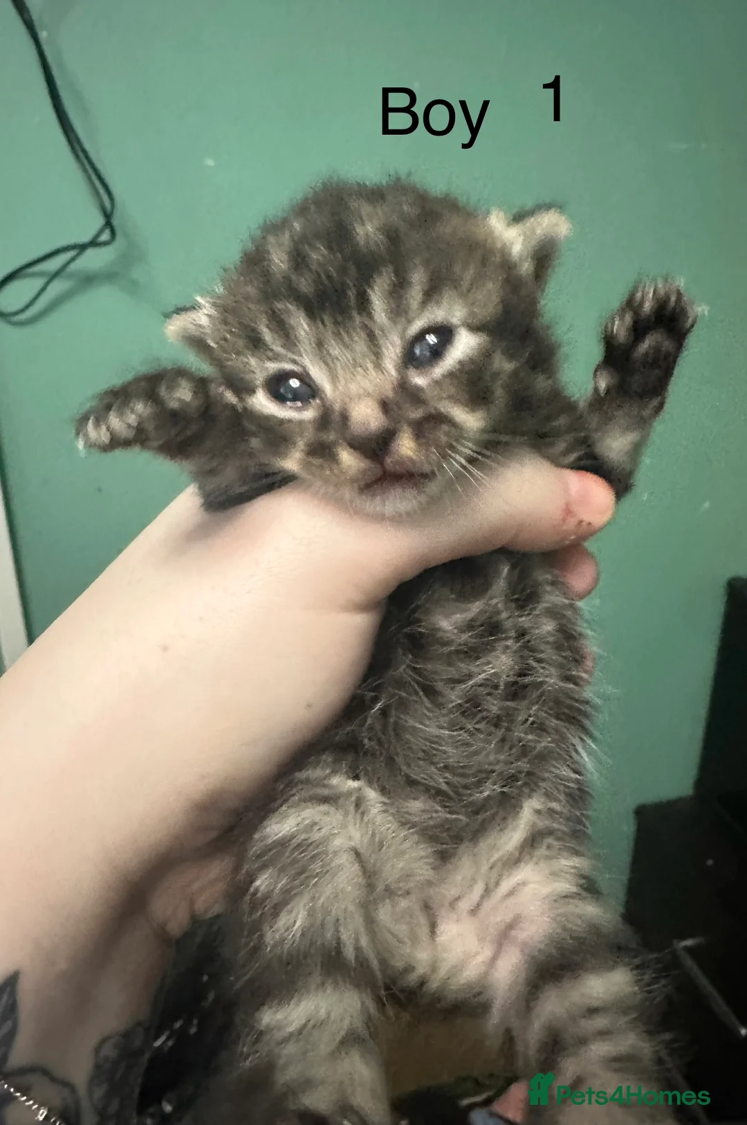British Shorthair cats for sale: 5 beautiful tabby and black kittens Available  - Advert 2