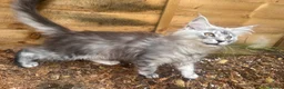 Maine Coon cats for sale: 🐈‍⬛Only 2 female kittens left 🐈‍⬛ - Advert 23