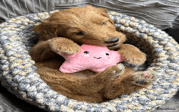 Goldendoodle dogs for sale: F1B Goldendoodle Puppies from a Therapy Dog - Image 28