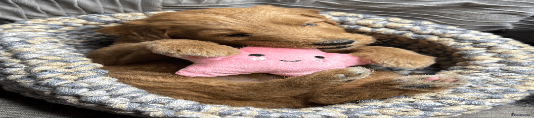 Goldendoodle Puppy Pink
