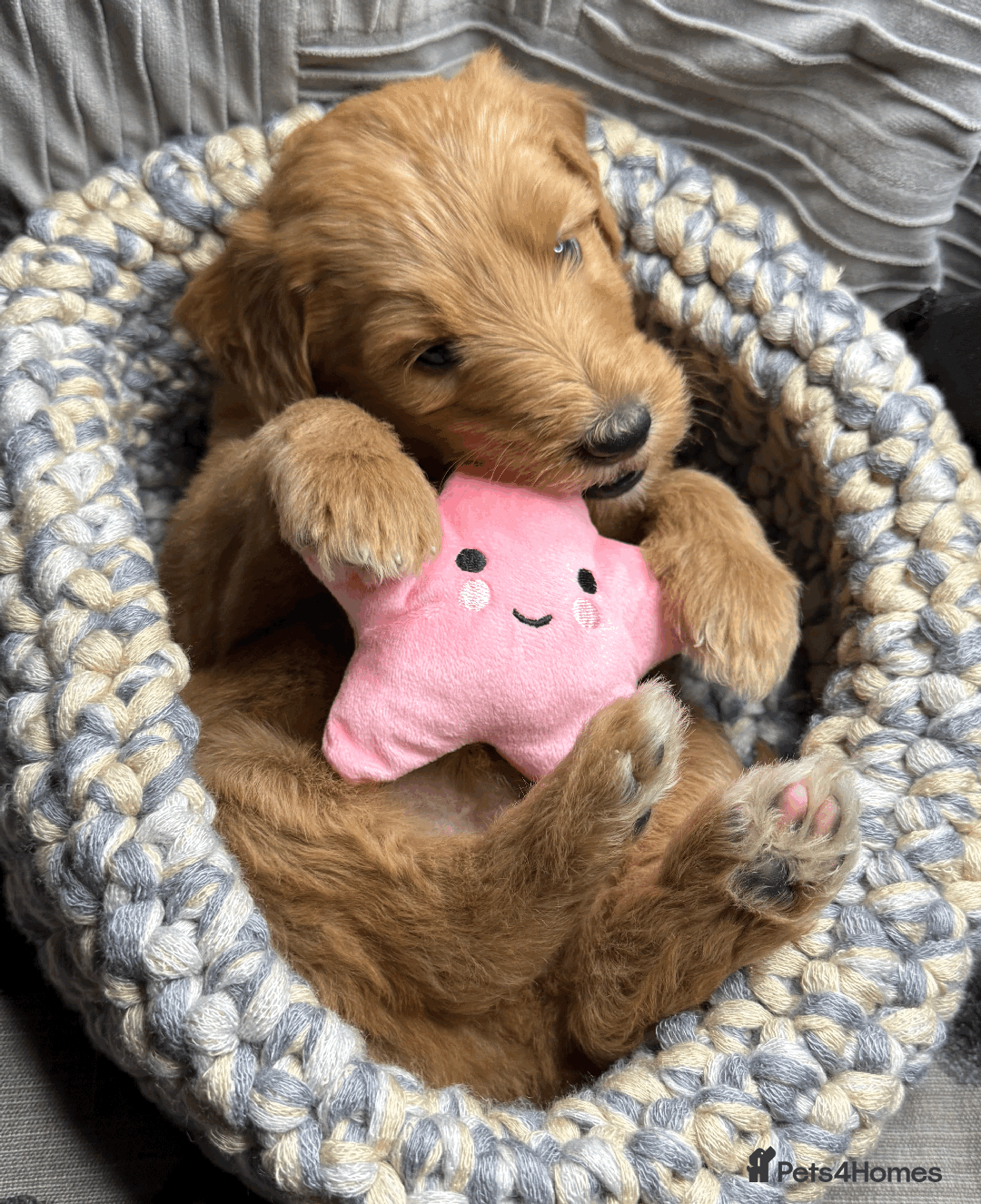 Goldendoodle dogs for sale: F1B Goldendoodle Puppies from a Therapy Dog - Image 28