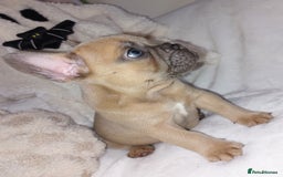 French Bulldog dogs for sale: Home reared beautiful frenchie pups - Image 8