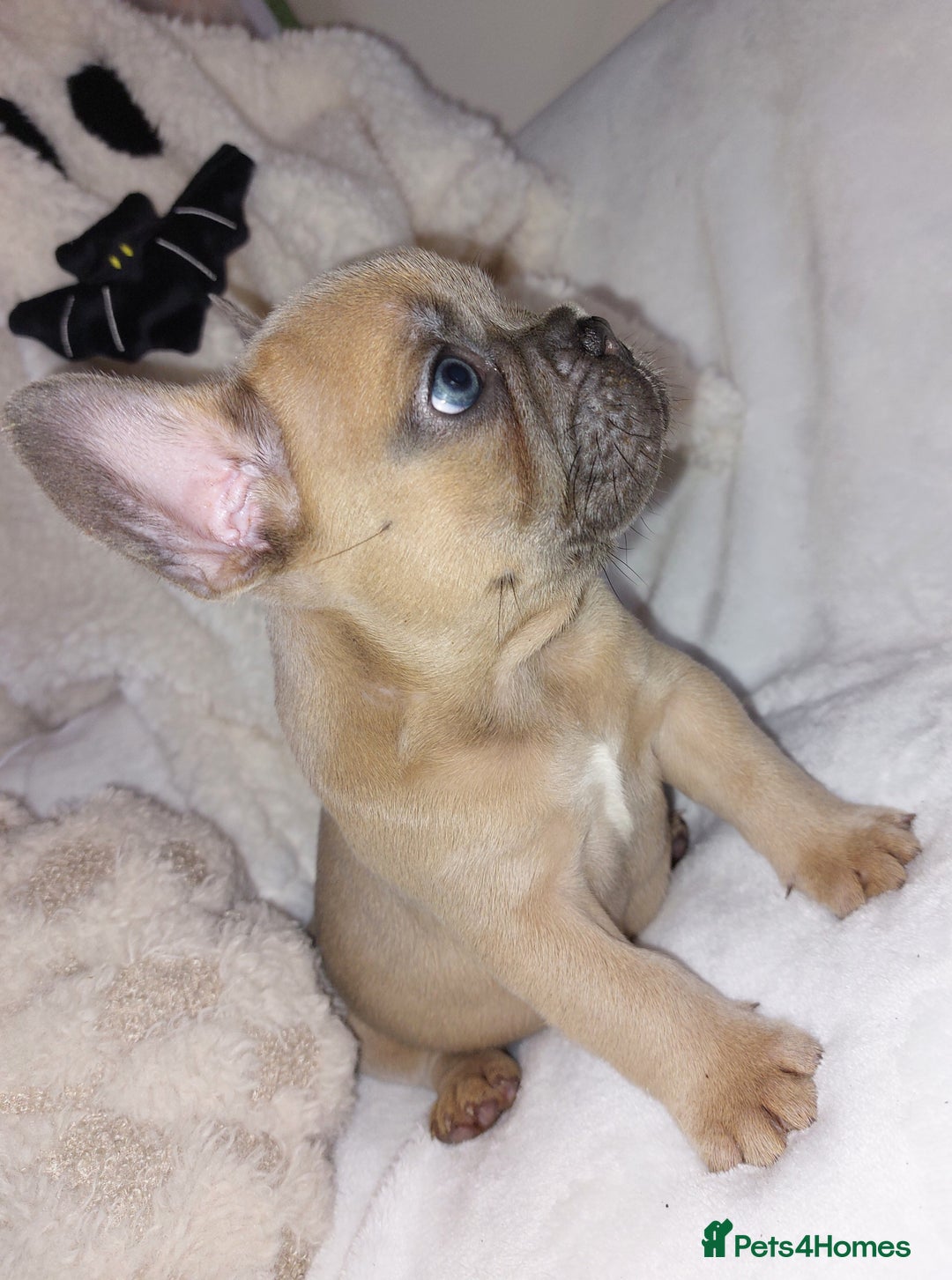 French Bulldog dogs for sale: Home reared beautiful frenchie pups - Image 8