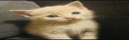 Domestic Shorthair cats for sale: 🐾 Gorgeous Kittens Ready for Their 4ever Homes 🐾 - Advert 11