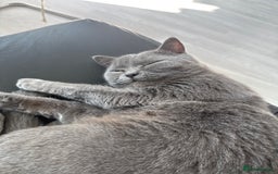 British Shorthair cats for sale: BSH kitten classic & chinchilla bloodline - Image 38