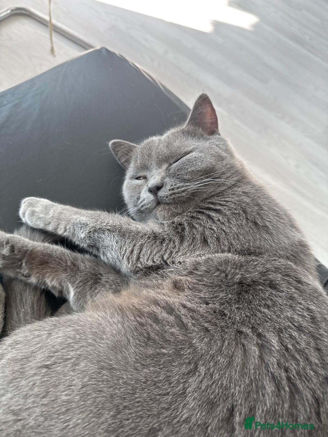 British Shorthair cats for sale: BSH kitten classic & chinchilla bloodline - Image 38