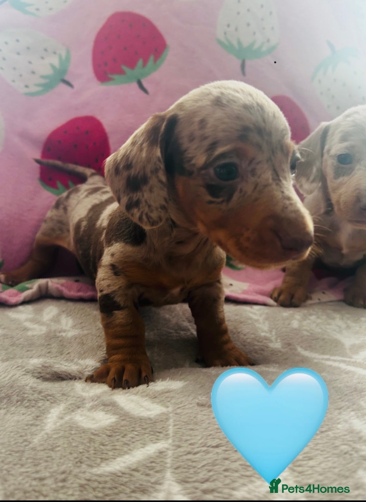 Dachshund dogs Miniature dachshunds ready to leave 13th may 🩵🩷 - Advert 6