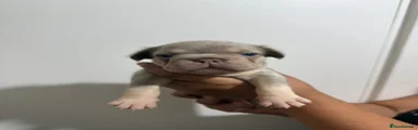French Bulldog 3