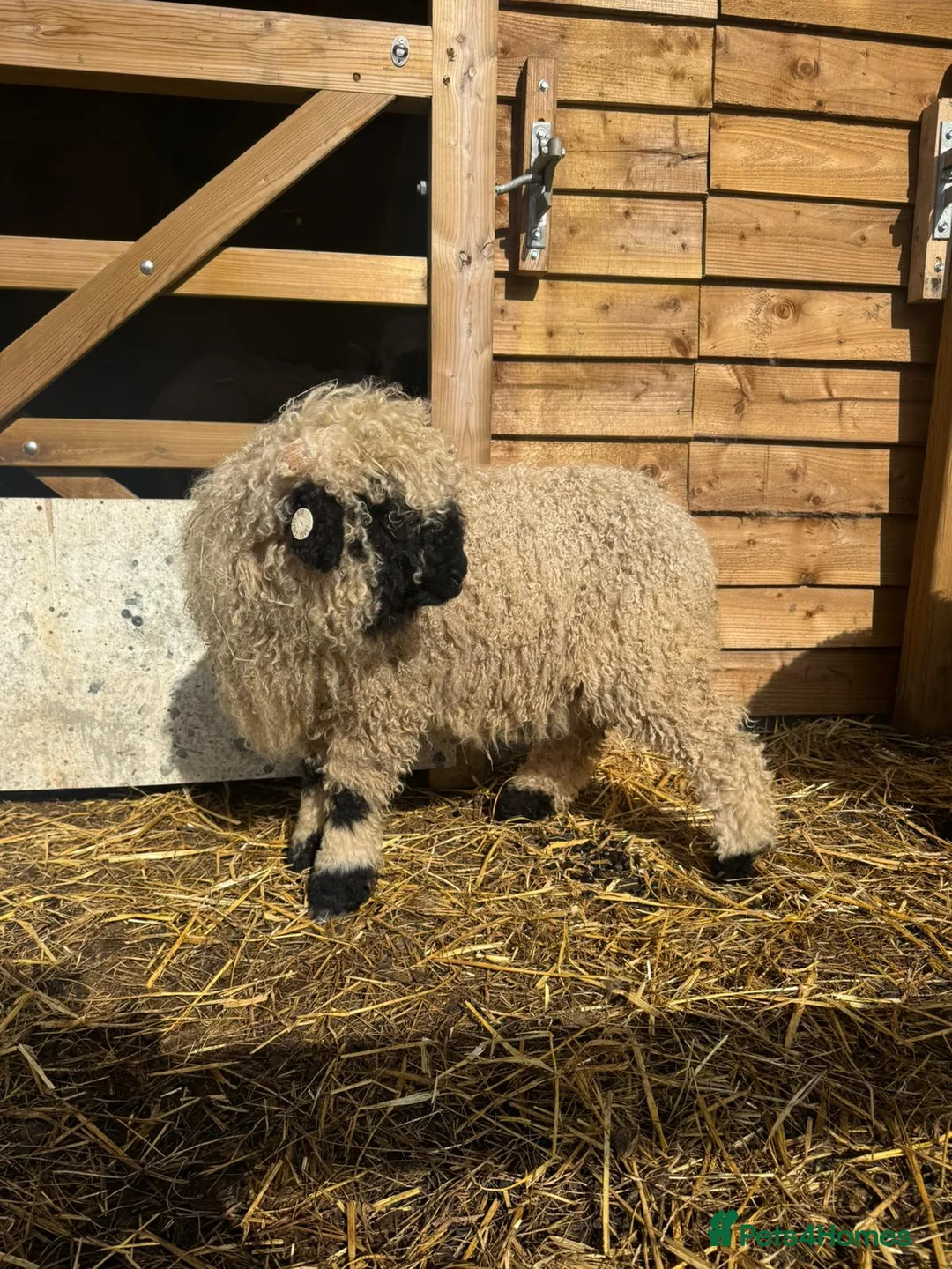 Sheep livestock for sale: 4 Pedigree Valais Blacknose Lambs for sale in Woodbridge - Advert 2