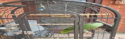 Parrots birds for sale: Amazon  in Rowley Regis - Advert 3