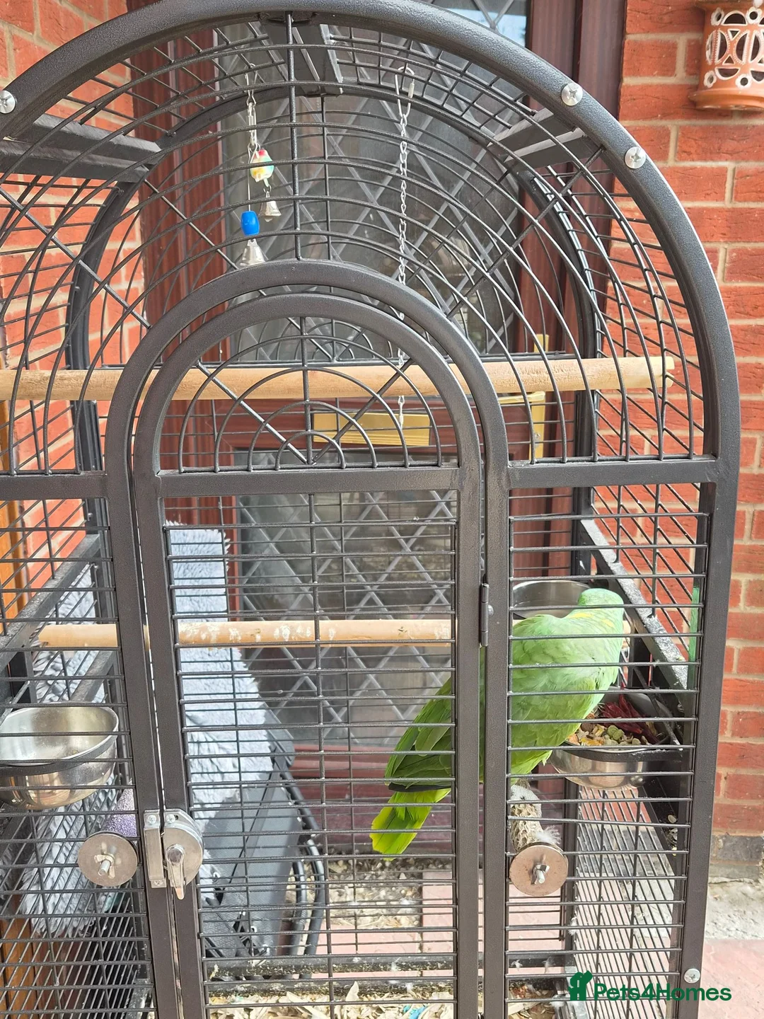 Parrots birds for sale: Amazon  in Rowley Regis - Advert 3