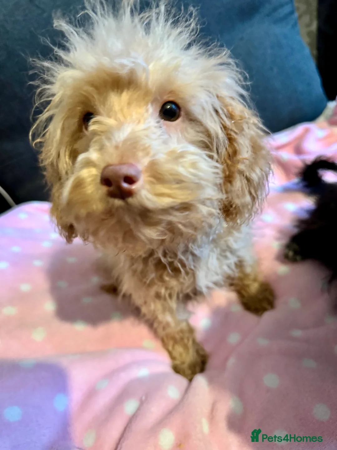 Cockapoo dogs for sale: Poodle  - Advert 4