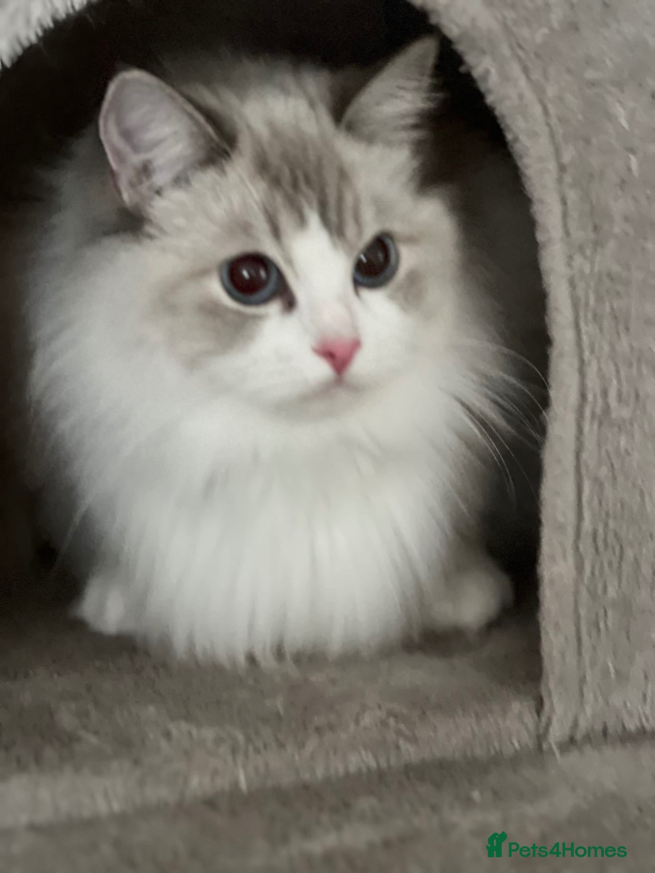 Ragdoll cats Tica registered ragdoll kittens - Advert 1