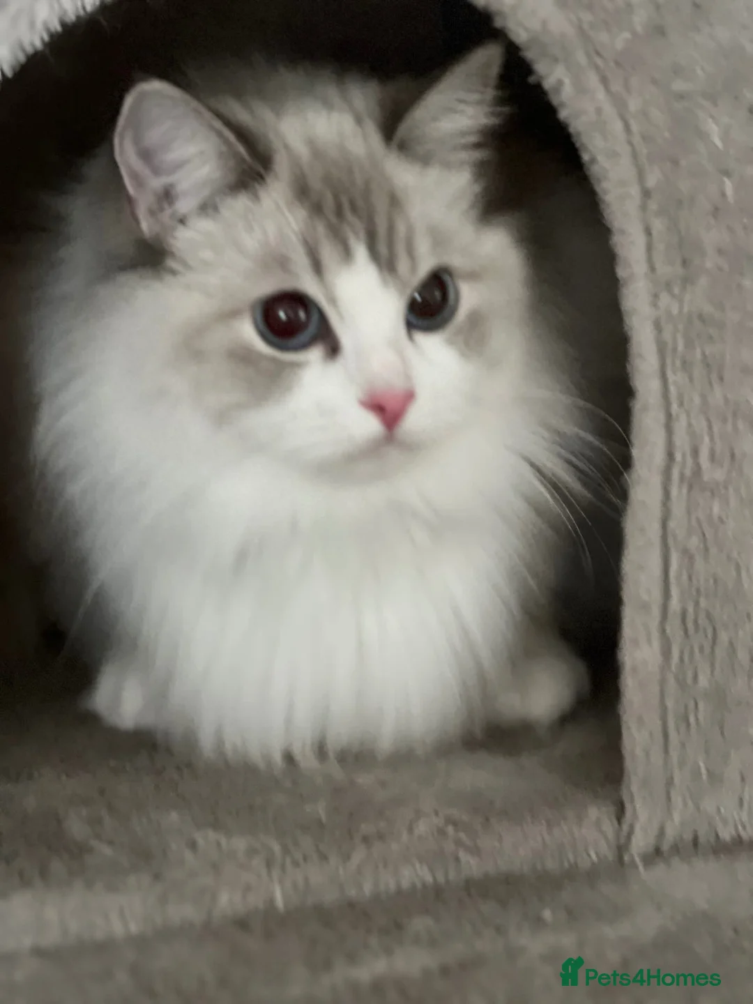 Ragdoll cats for sale: Tica registered ragdoll kittens in London - Advert 1