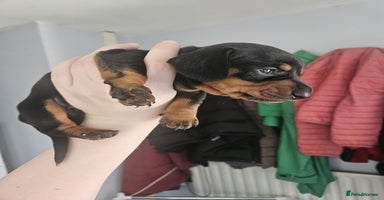 Dachshund dogs - Advert 6