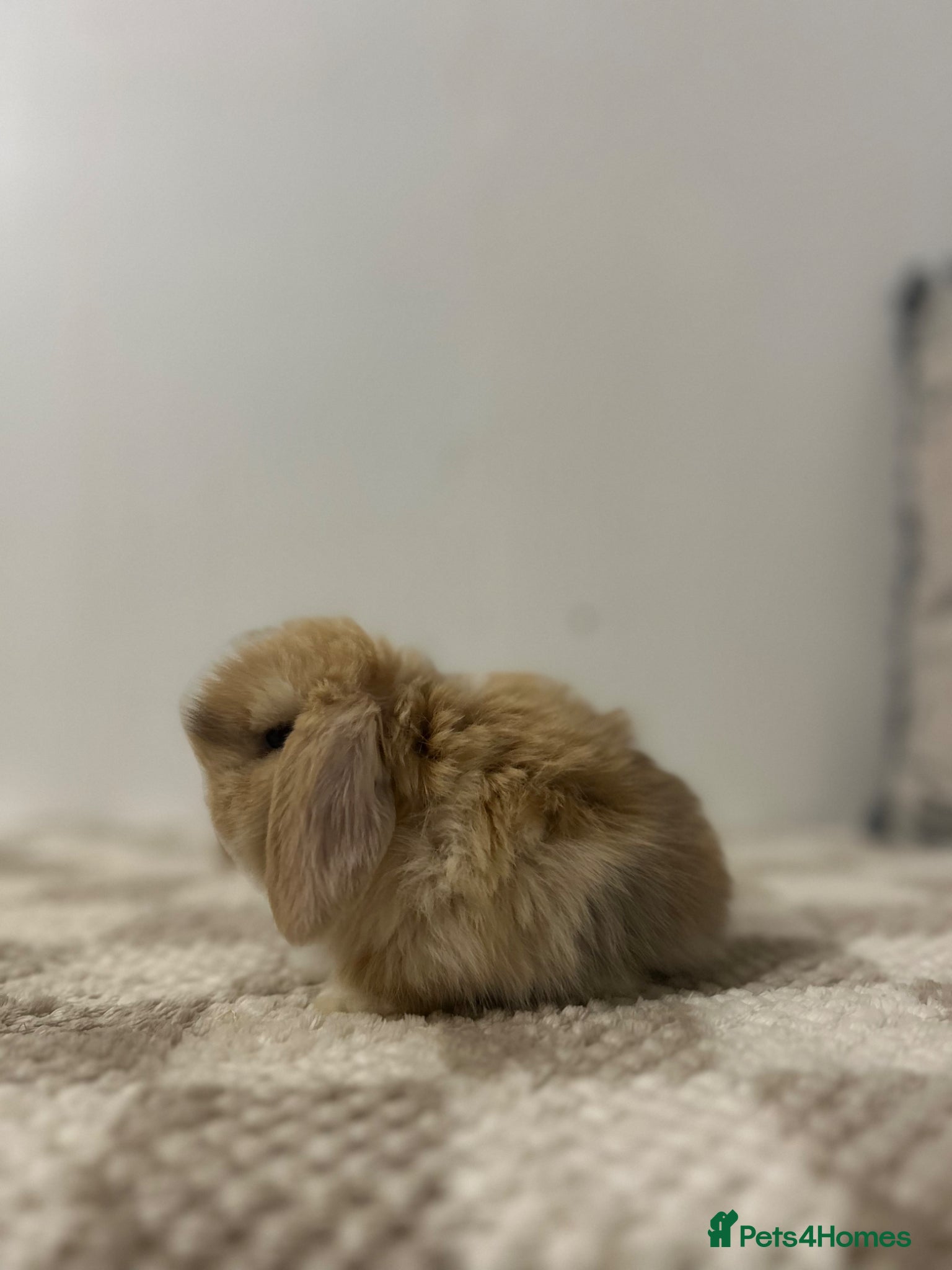 Mini Lop rabbits Minilop Babies To Reserve - Advert 1